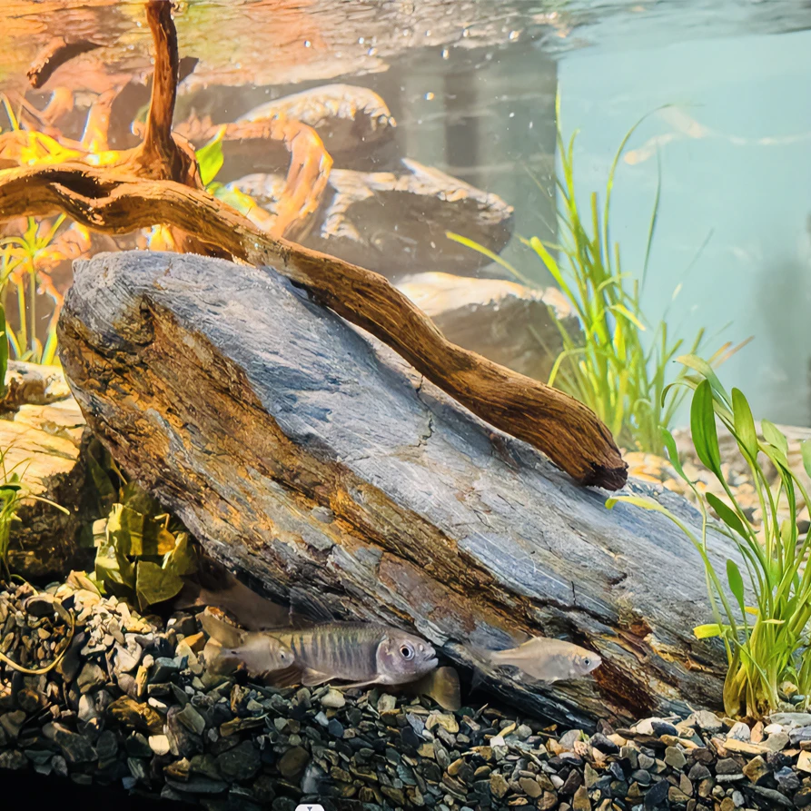 【一物一拍】原生态天然溪流石原生缸造景耐磨高品质溪流石颜色丰富