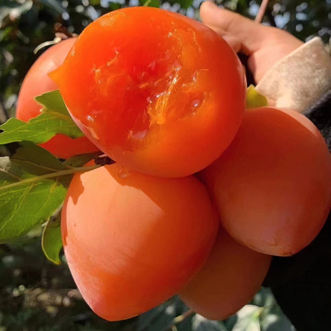 正宗富平新鲜大尖柿软甜多汁硬柿子发货箱装一定放软食用