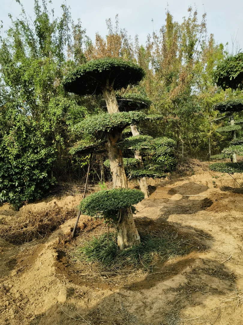 对节白蜡景观树15公分单杆，高度两米五至三米
