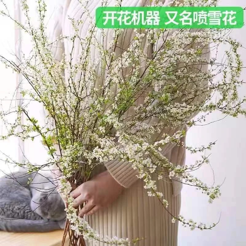 【年宵雪柳】室内耐寒植物花水培干枝雪柳喷雪花遇水开花枯木蓬春
