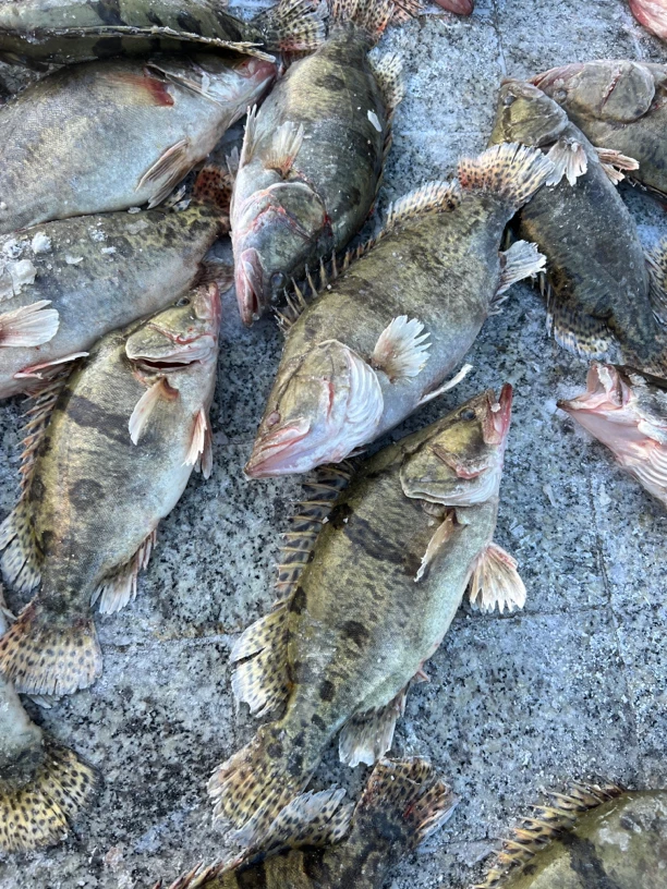 抚远特产乌苏里江鳜鱼