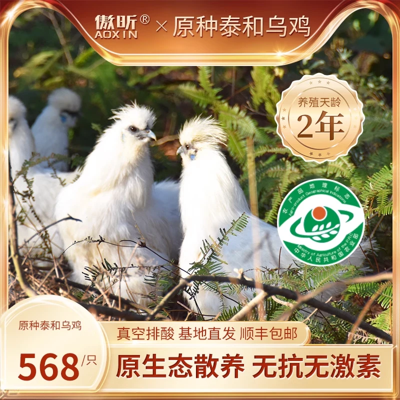 两年正宗泰和原种白凤乌鸡新鲜活鸡现杀老母鸡肉质煲汤品质高