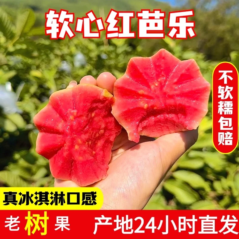 福建漳州软糯红心芭乐白心包邮新鲜水果红心番石榴奶油芭乐果