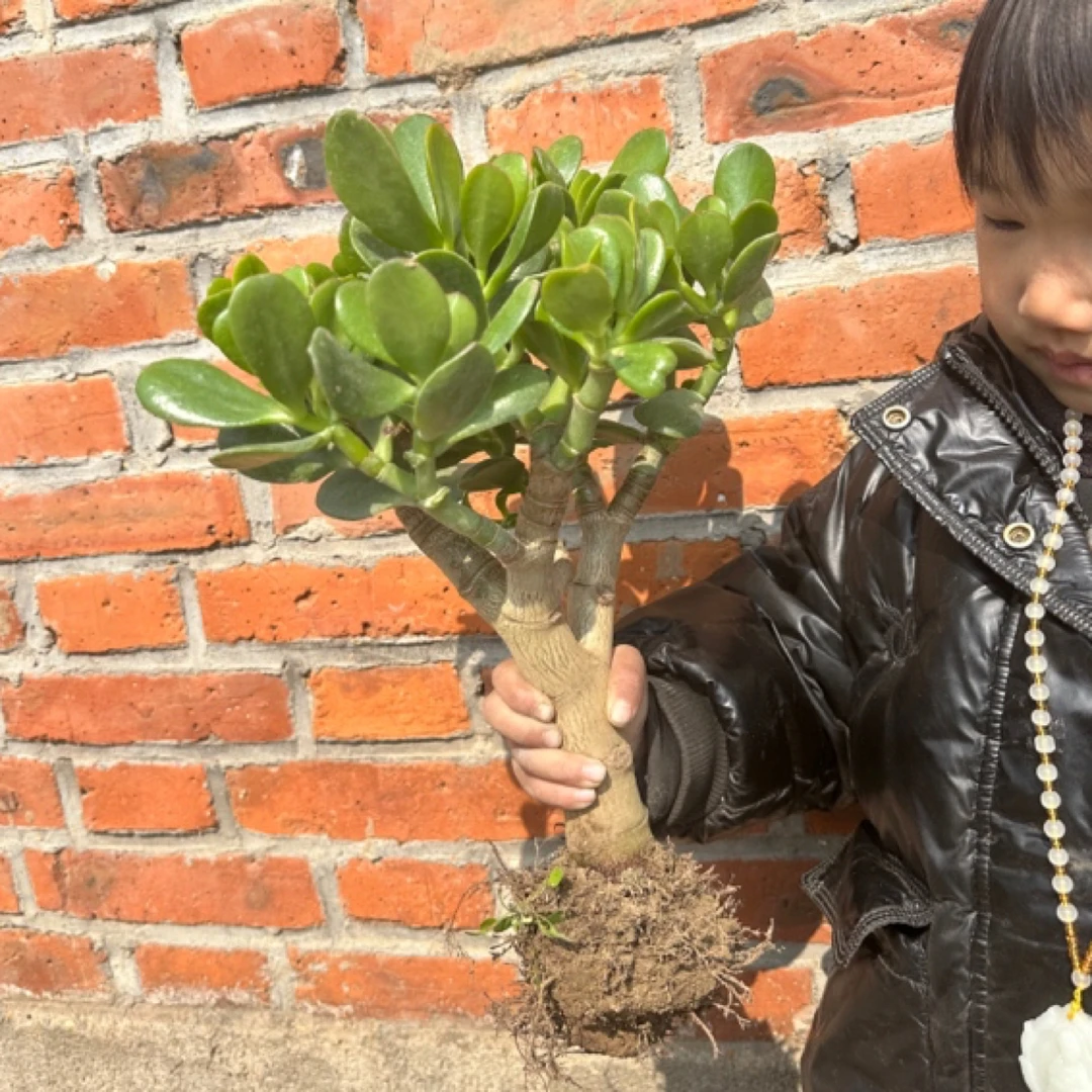 玉树老桩盆栽万年青多肉植物室内阳台摆件观赏净化空气玉树花卉