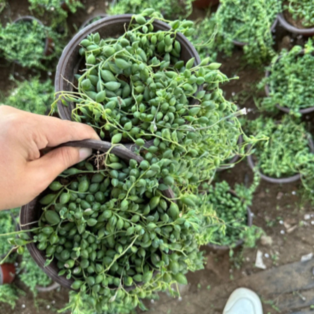 情人泪多肉植物小叶组合盆栽佛珠吊兰紫玄月珍珠吊兰阳台绿植庭院