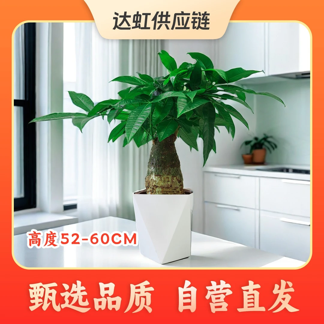 单株发财树【带棱形盆】大棵室内好养绿植盆栽批发办公室