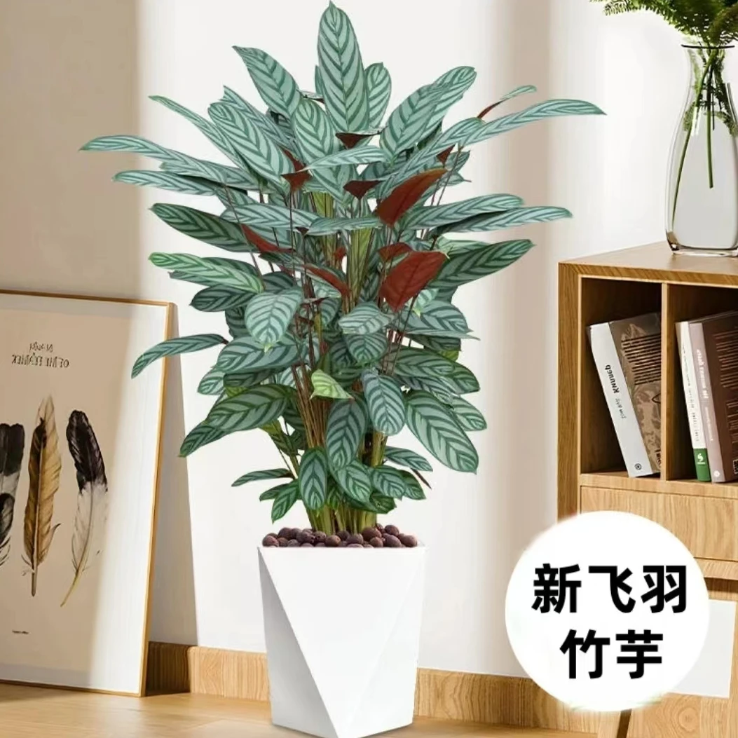 【新飞羽竹芋+棱形白盆】70-80CM居家好养易活绿植办公室甄选摆件