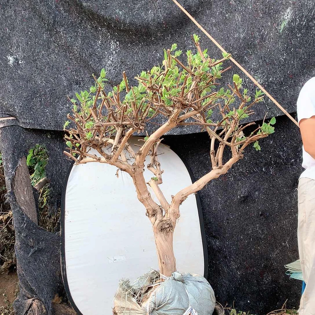 金银花金银花树720