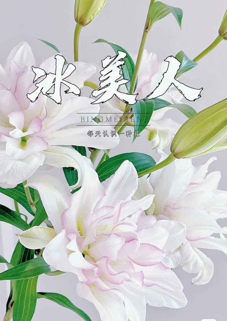 四季可种一颗(冰美人)进口重瓣香水百合种球耐寒耐热