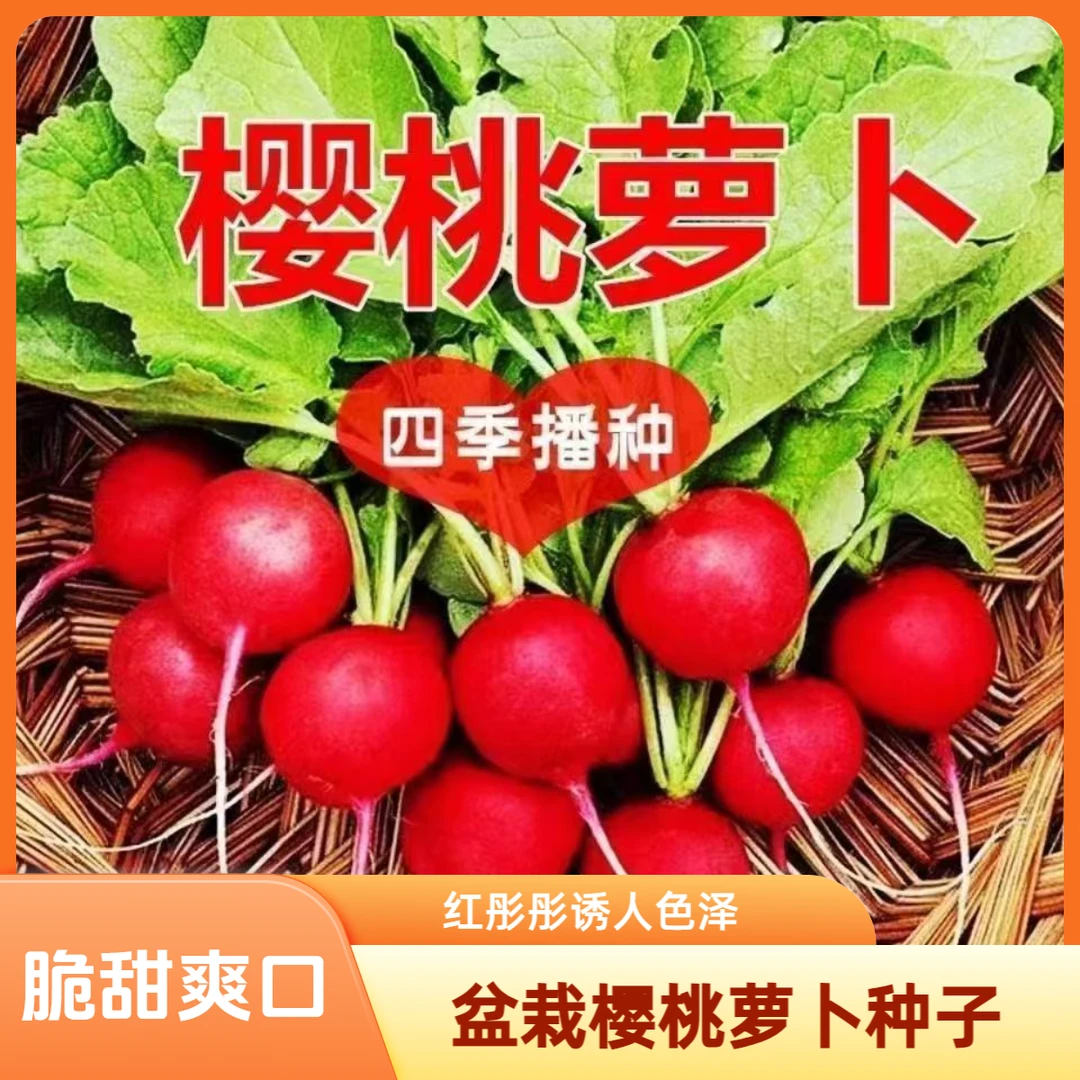 四季樱桃萝卜水果萝卜生吃红皮白肉小萝卜脆甜多汁新鲜蔬菜阳台