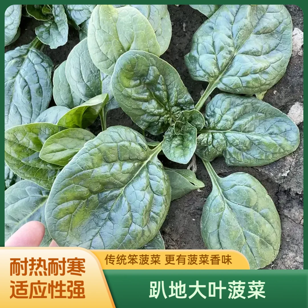 【趴地菠菜】易种趴地菠菜种籽耐寒越冬阳台四季种植花盆栽菜地
