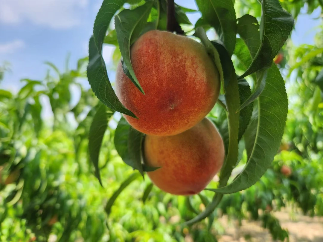 【顺丰包邮】砀山正宗突围水蜜桃 现摘现发 纯甜软糯 撕皮 爆汁