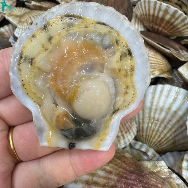 【长春同城】夏贻贝3斤