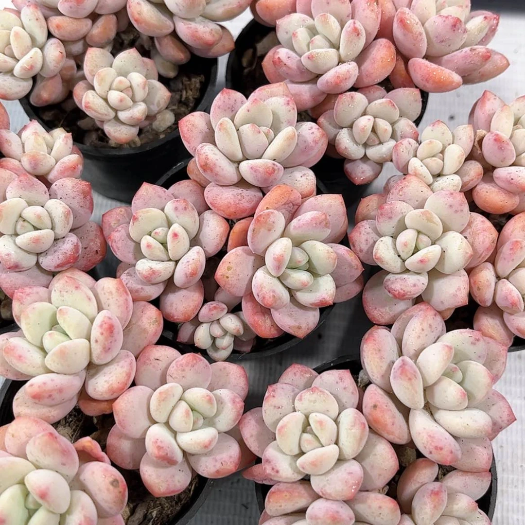 【闪购商品】白马群