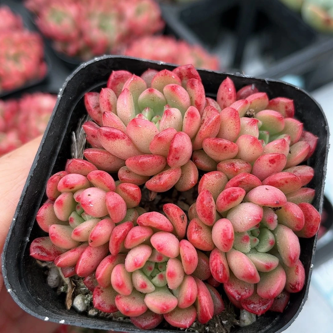 【闪购商品】红宝石群6.5