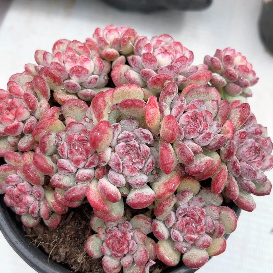 【闪购商品】萌豆169