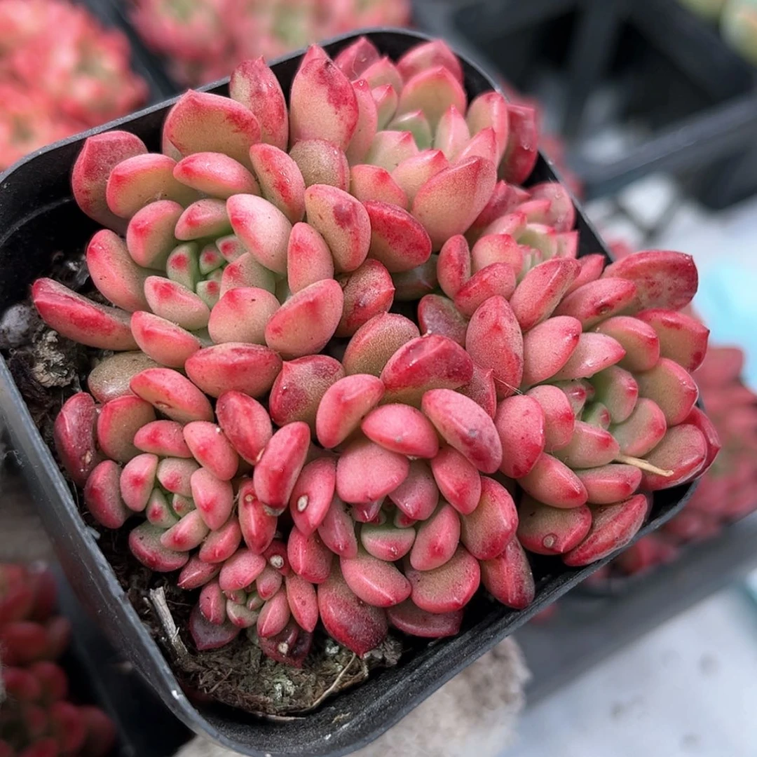 【闪购商品】红宝石群6.5