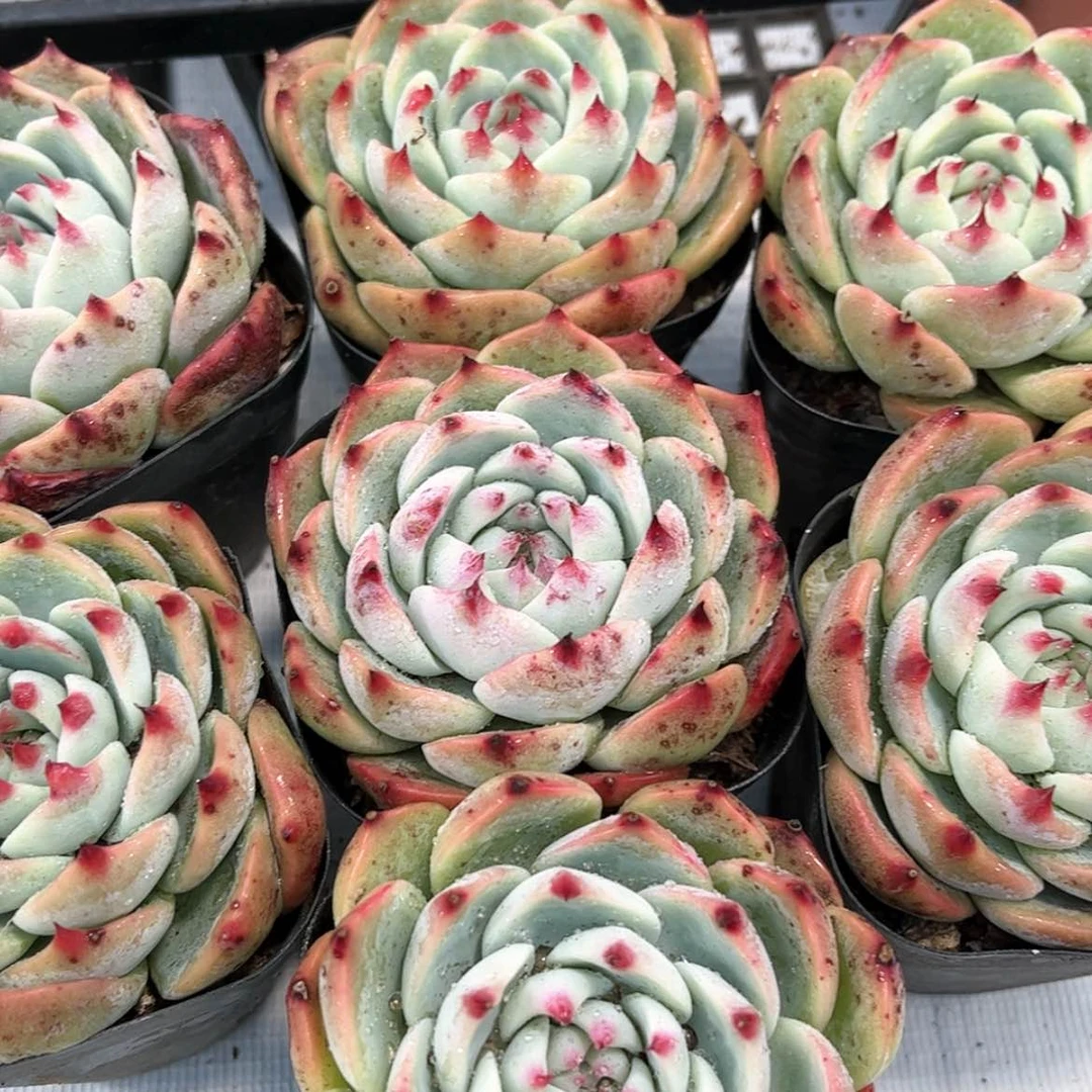 【闪购商品】吉娃娃单6.5