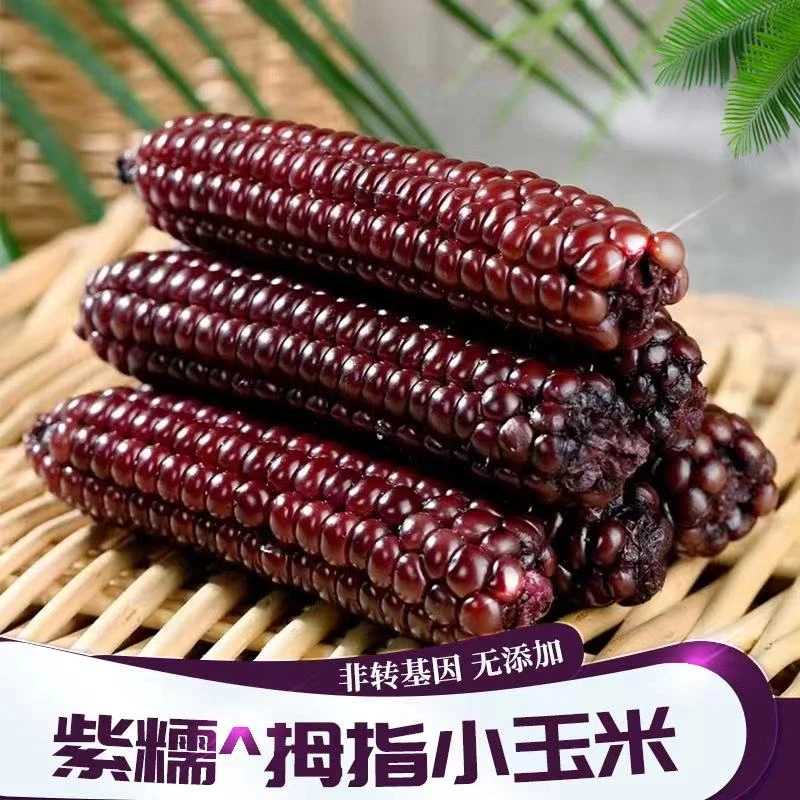 【开袋即食】西双版纳特产青花素紫糯拇指黑玉米免煮真空包装整箱