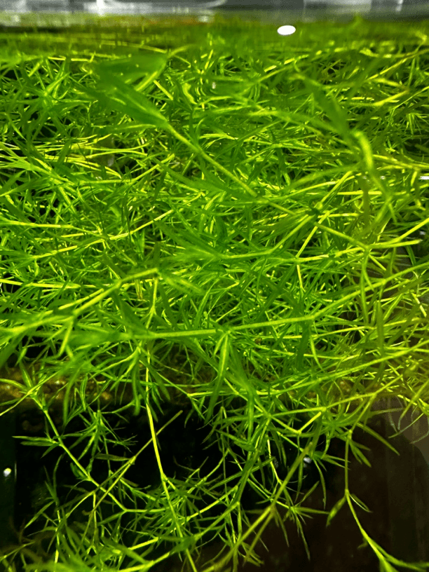 小型精品鱼缸水草【竹节草】自培