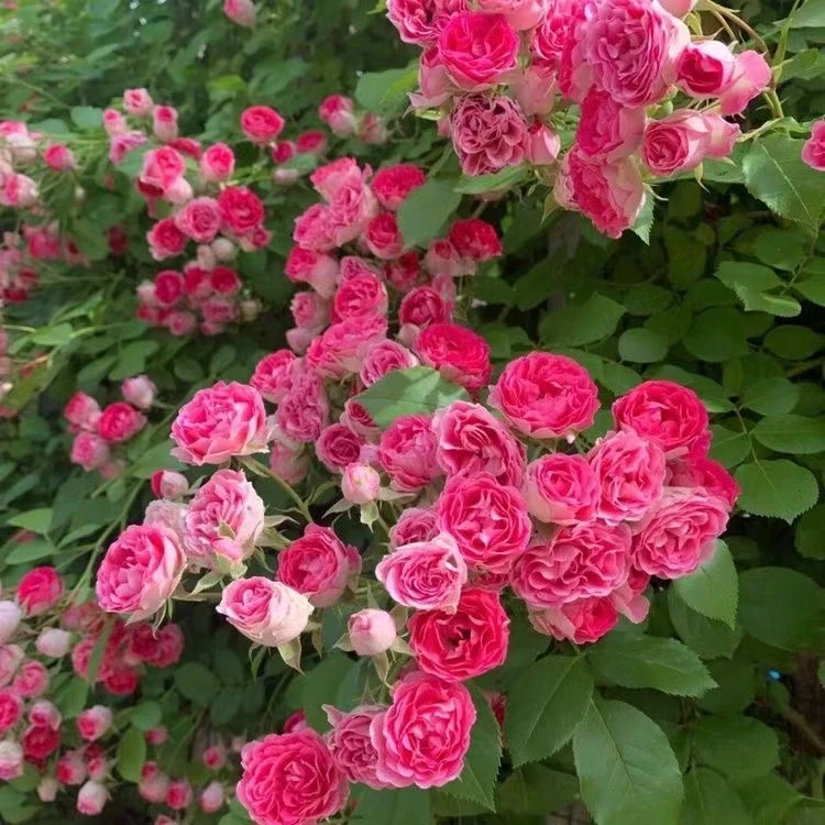 胭脂扣藤本种植月季花苗大花四季开花浓香型爬藤庭院爬墙月季盆栽