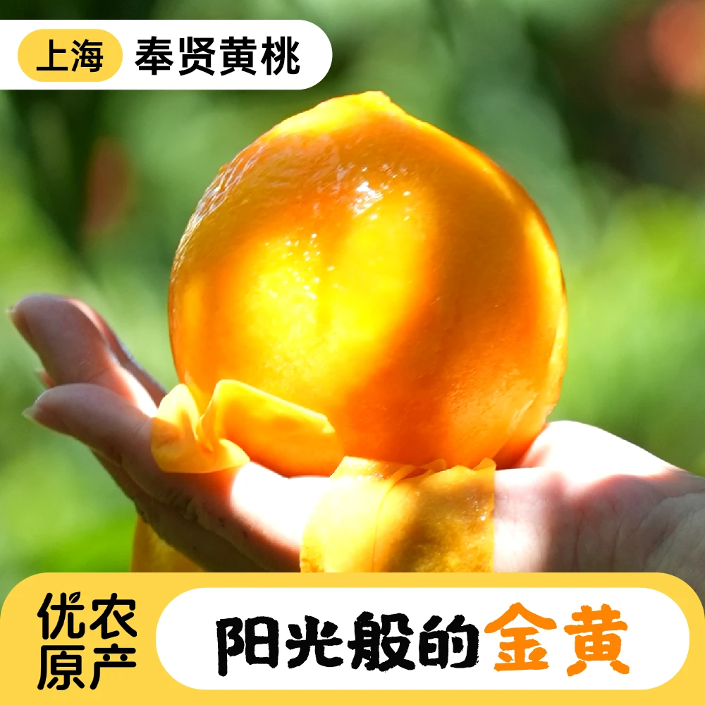 正宗奉贤黄桃果肉金黄甜脆爆汁微酸果园基地采摘直销坏果包赔sn