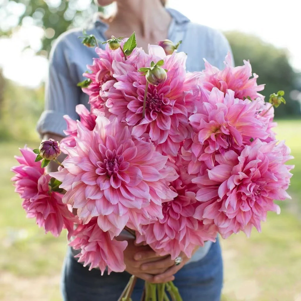 直播大丽花 多年生球根花卉 室内庭院阳台年年开花 大丽花种球