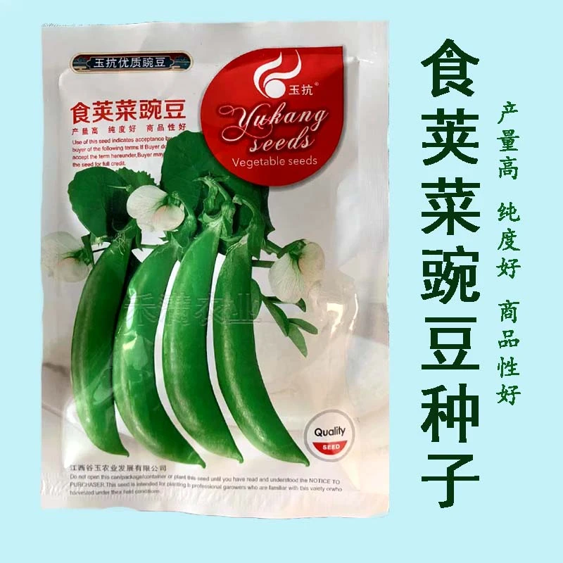 甜脆豌豆种子青豆台湾水果四季荷兰豆春季冬季荚豆春季秋籽种植