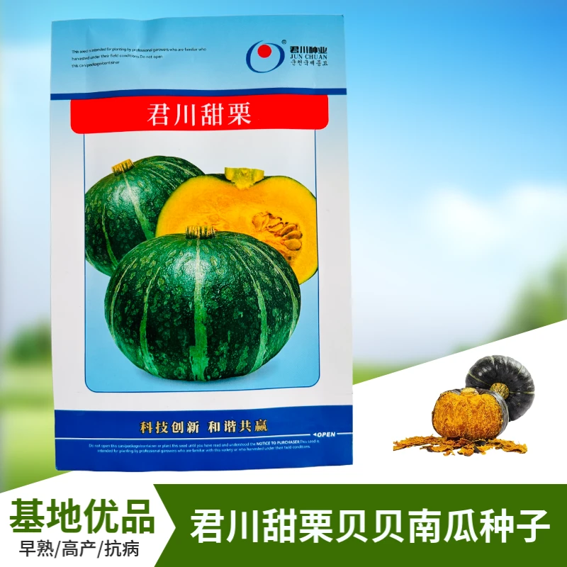 【君川种业】君川甜栗绿贝贝南瓜种子高产日本板栗蔬菜种籽孑家庭