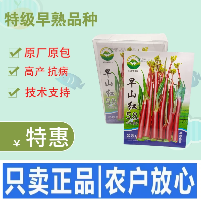 正宗湖北红菜苔种子洪山菜苔种籽早熟秋冬季菜种籽菜种子紫菜苔种