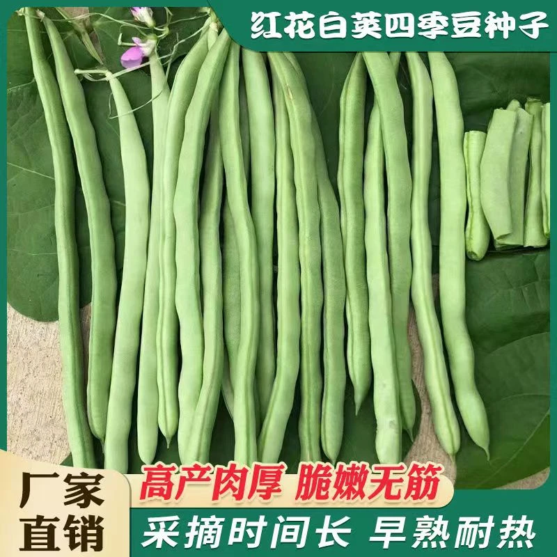 上架四季豆种子高产爬藤架豆春秋四季豆芸豆种子四季易种蔬菜种子