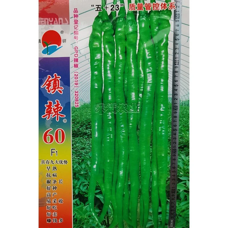 镇辣60超长50厘米线椒种子高端线椒种籽高产线椒种籽四季蔬菜种孑