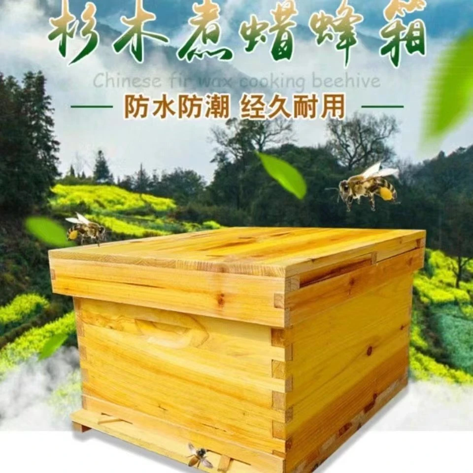 贵州遵义玖文蜂业蜜蜂养殖  晓梅
