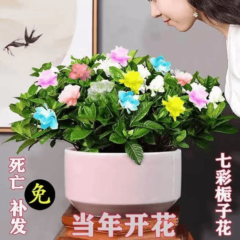 重瓣多色栀子花盆栽花卉植物室内四季开花阳台盆景办公室带土带盆