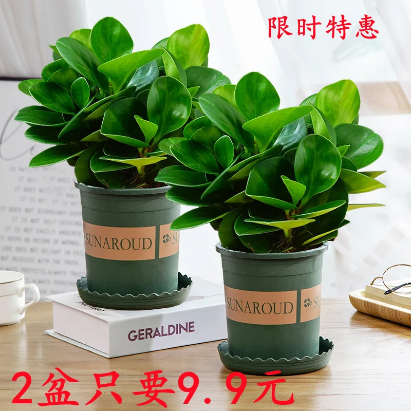 碧玉豆瓣绿盆栽绿植室内客厅好养易活四季常青懒人电脑宝贝防辐射