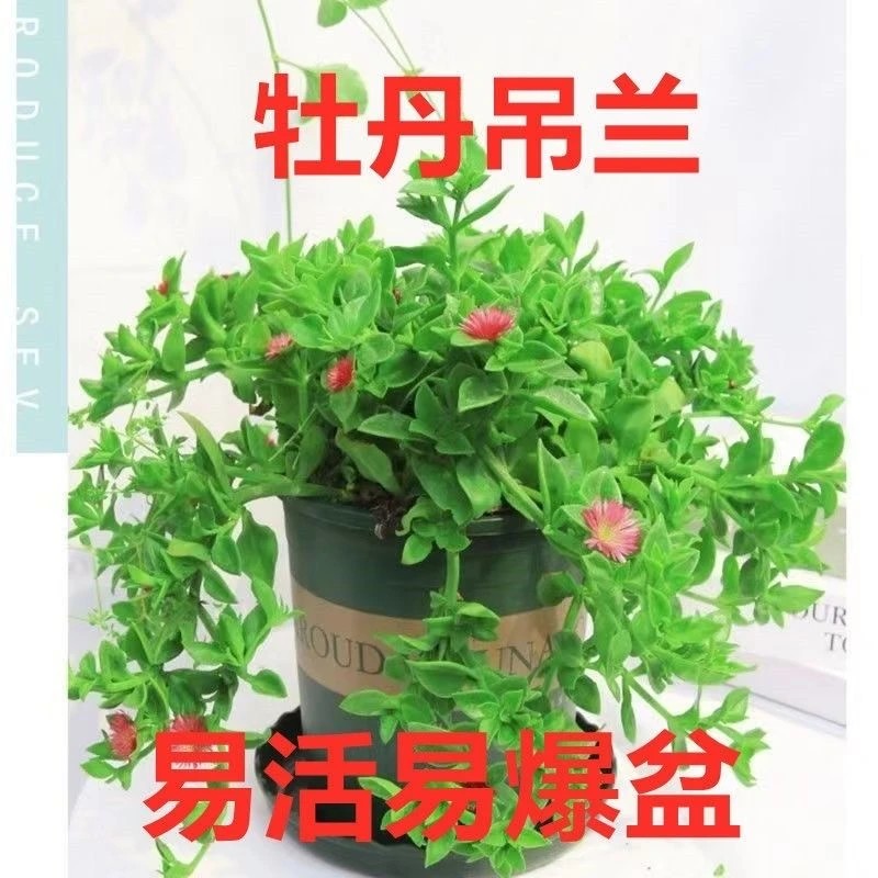 牡丹吊兰花苗室内室外樱花吊兰花蔓草开花食用四季盆栽绿植好养活