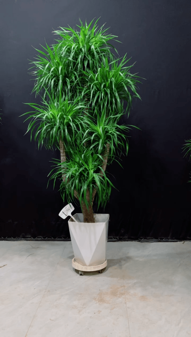 【闪购商品】龙血树