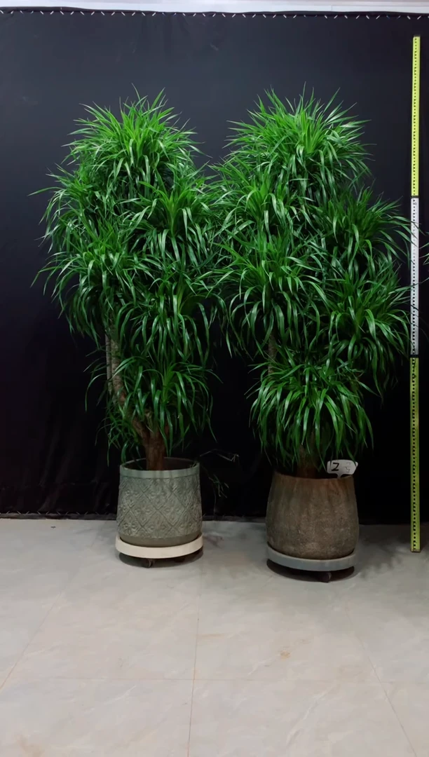 【闪购商品】龙血树，一对