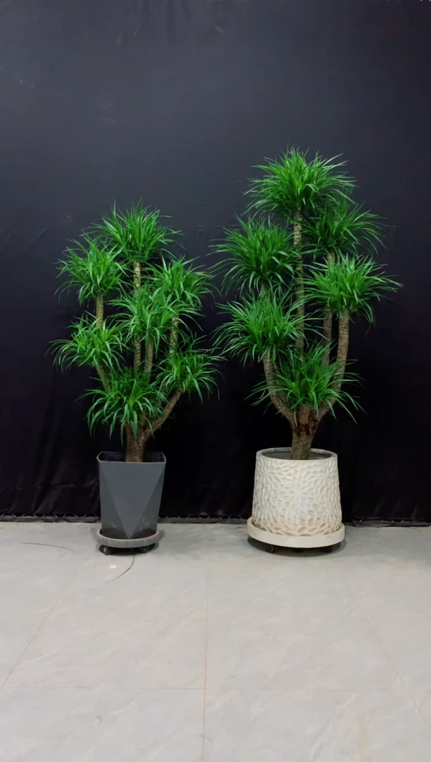 【闪购商品】龙血树