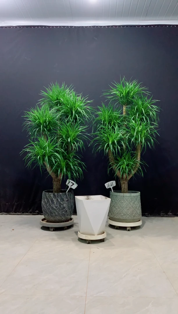 【闪购商品】龙血树16白盆