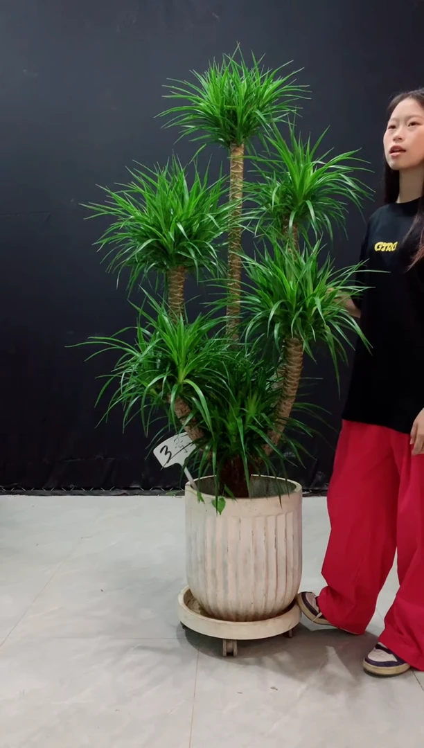 【闪购商品】龙血树白圆盆