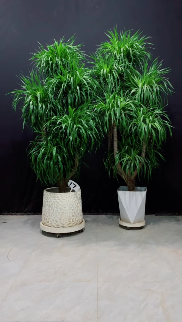 【闪购商品】龙血树，一对，裸树