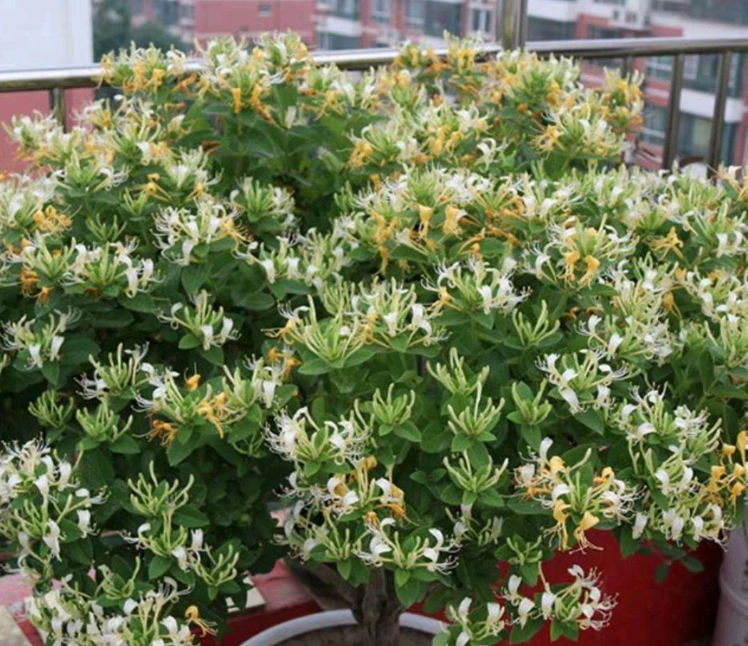 金银花老桩可观花，可入药，好养易活，不挑水不挑土，耐高温耐严寒