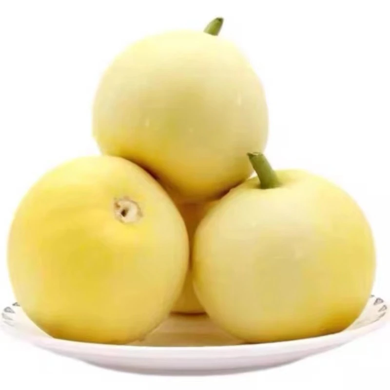 生态种植头茬星田20甜瓜现摘现农家自产自销小蜜蜂