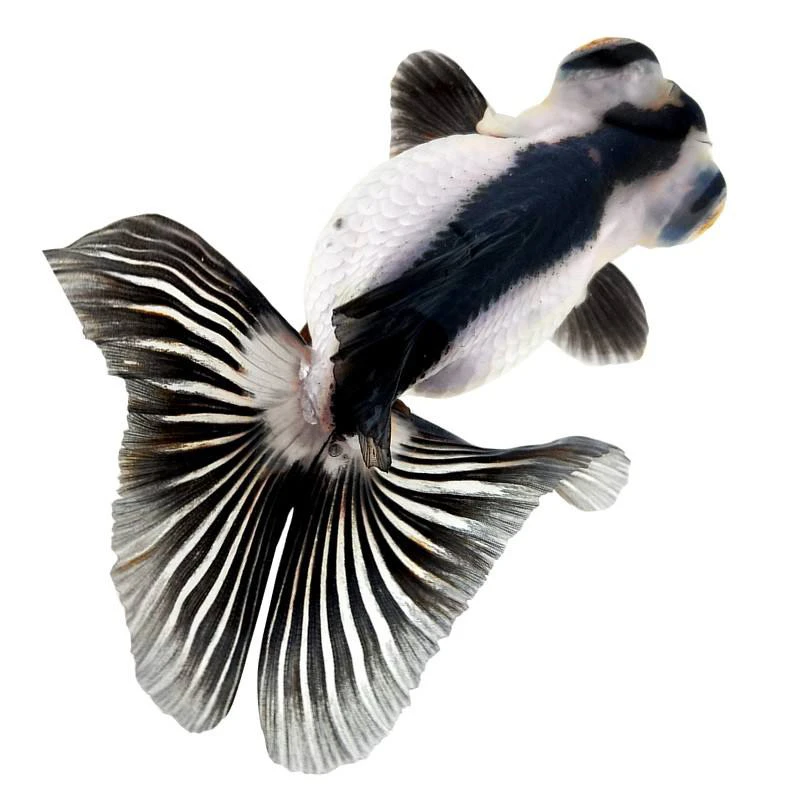 精品黑白三色蝶尾冷水鱼淡水鱼