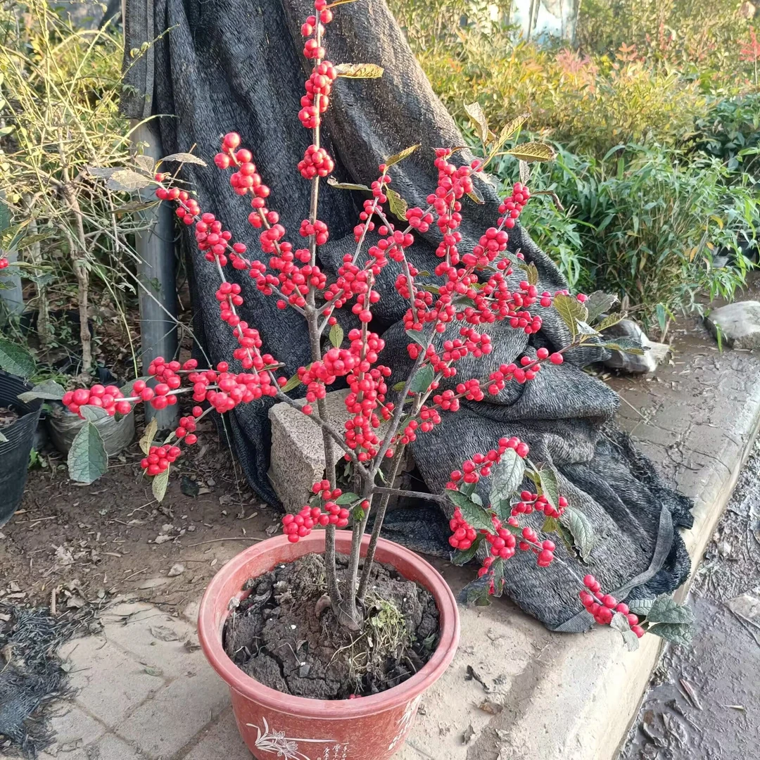 北美冬青年宵花盆栽地栽耐寒观果植物红果带土发货一物一拍