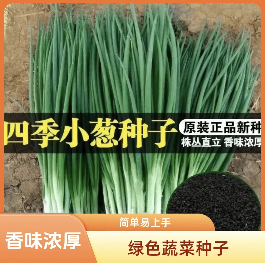【四季小香葱籽】种子四季易种小葱种子阳台室内盆栽葱种植家庭菜