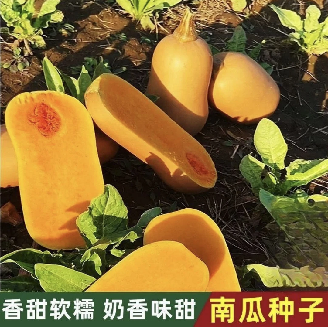 【奶油南瓜种子】香甜软糯南瓜种子家庭小院阳台盆栽种菜