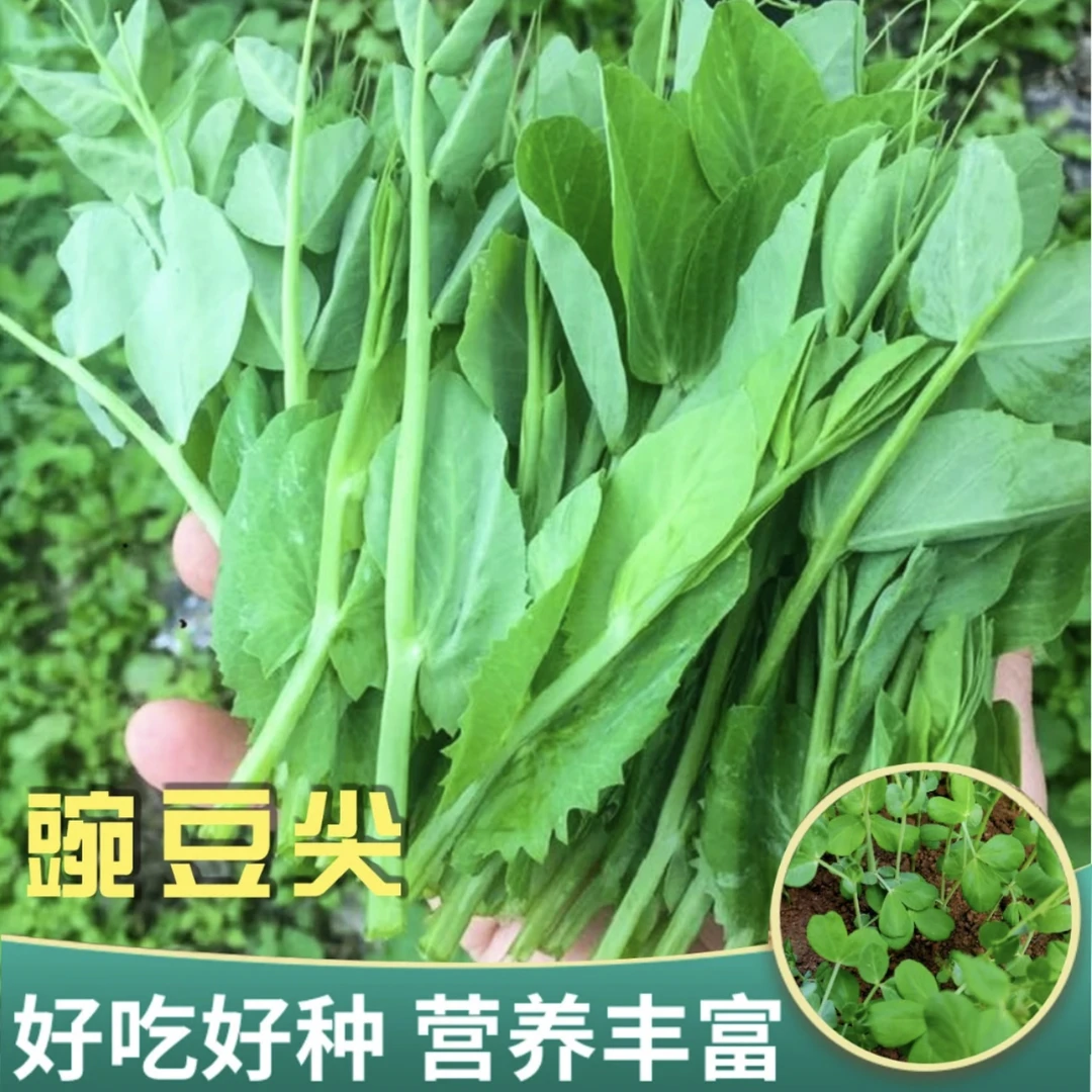 豌豆尖种籽四季高产菜种子家庭种植鲜嫩四季蔬菜无须龙须鲜嫩