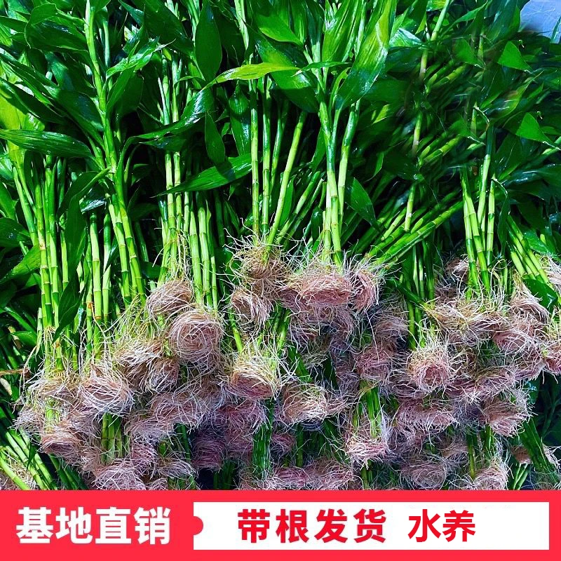 好养带根富贵竹水养客厅办公室绿色水养盆栽植物花绿植除甲醛